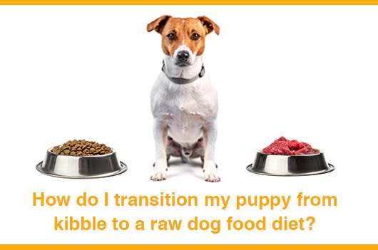 animal food, pet nutrition, dog food tips, cat feeding, healthy pet diet, pet care, pet food guide, feeding pets, pet wellness, animal care