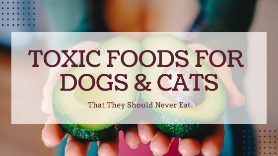 animal food, pet nutrition, dog food tips, cat feeding, healthy pet diet, pet care, pet food guide, feeding pets, pet wellness, animal care