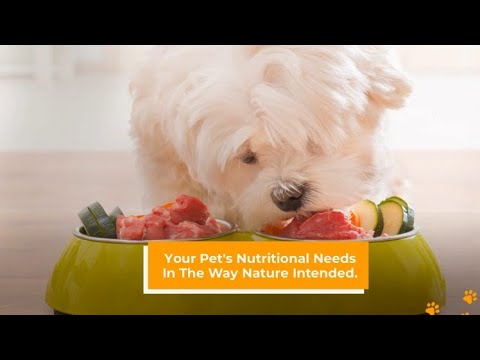 animal food, pet nutrition, dog food tips, cat feeding, healthy pet diet, pet care, pet food guide, feeding pets, pet wellness, animal care