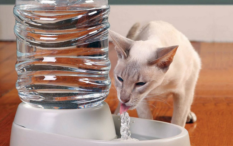 animal food, pet nutrition, dog food tips, cat feeding, healthy pet diet, pet care, pet food guide, feeding pets, pet wellness, animal care